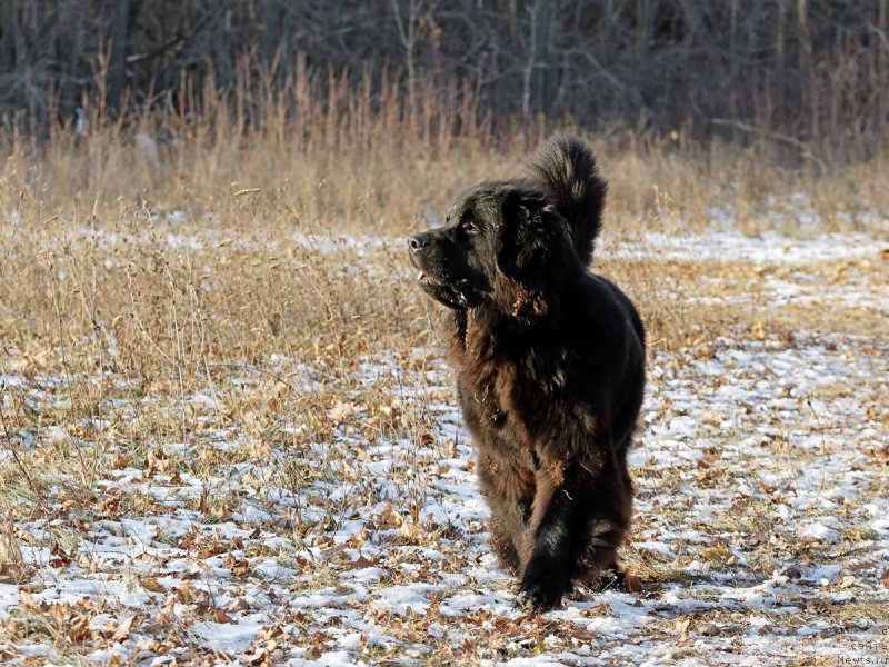 Фотография № 221568