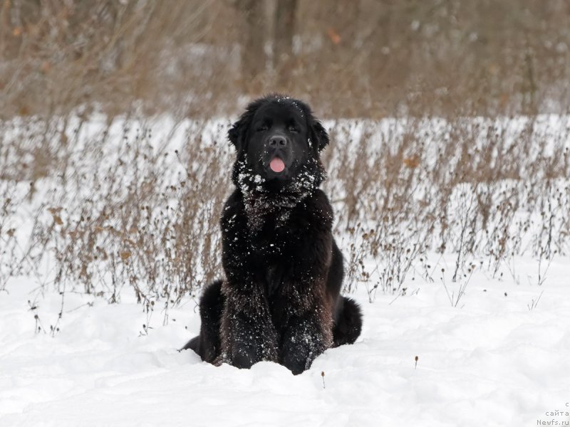 Фотография № 221570