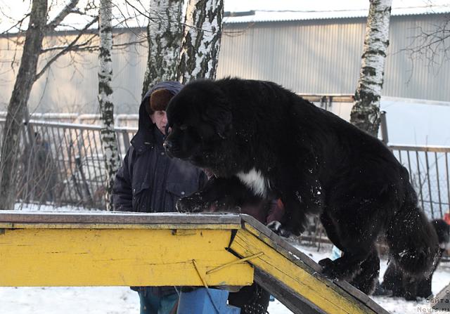 Фото: ньюфаундленд Жемчуг Гранд из Уникальной Коллекции