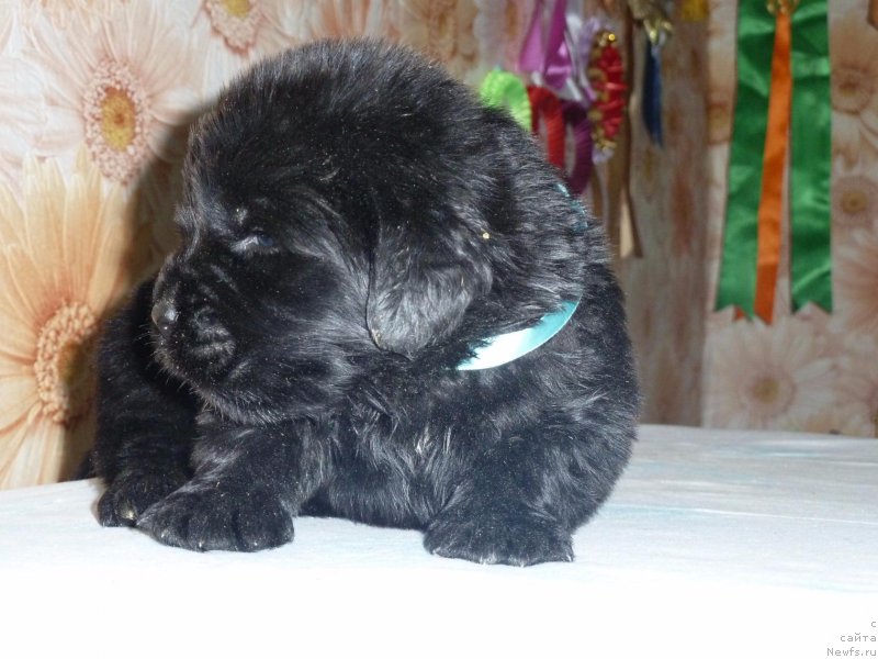 Фото: ньюфаундленд Dolce Vita Laskovyi Gigant