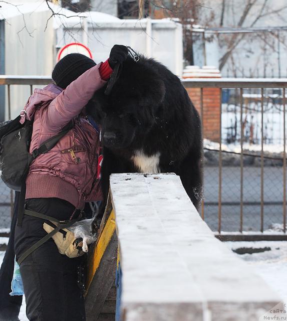 Фото: ньюфаундленд Жемчуг Гранд из Уникальной Коллекции