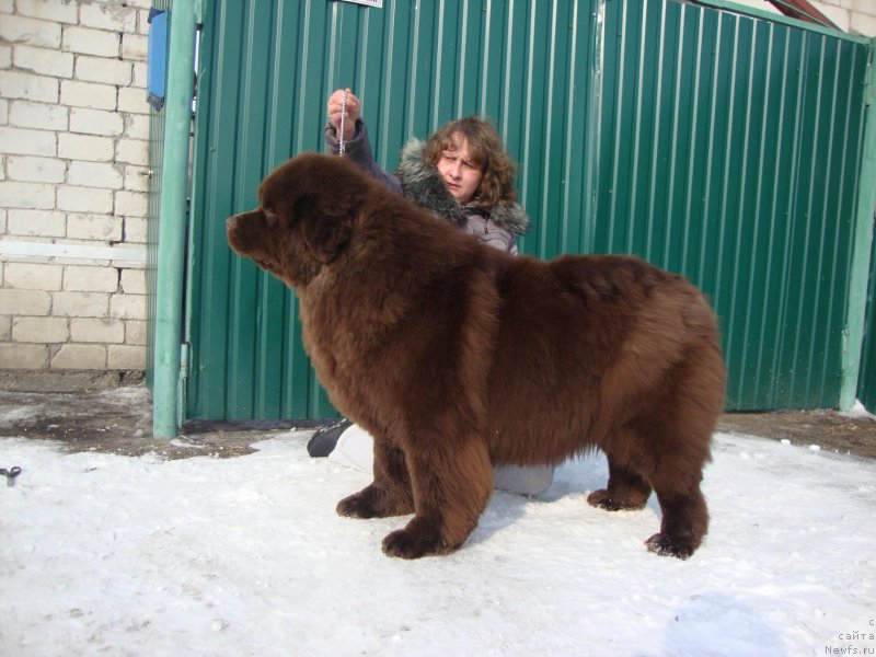Фото: ньюфаундленд Браунблад МСК Бетани Эйс
