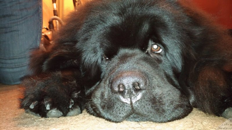 Фотография № 221595