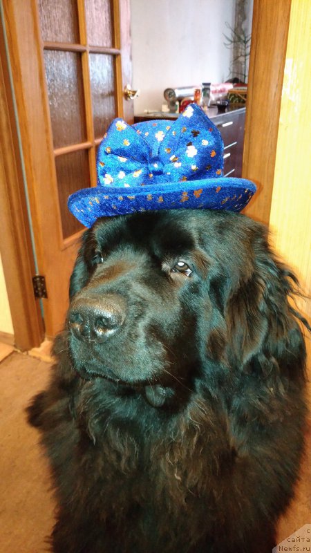 Фотография № 221596