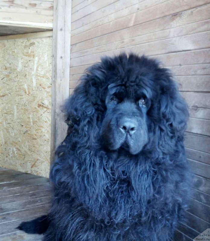 Фотография № 221598