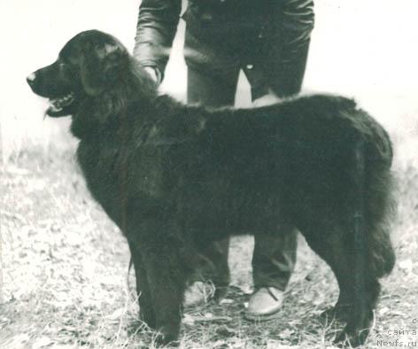 Фото: ньюфаундленд Золь Притти