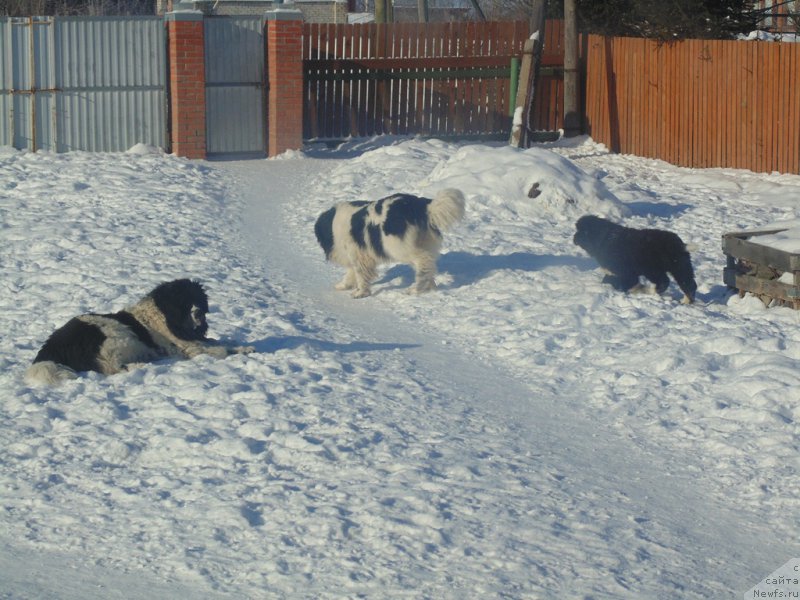 Фотография № 221602