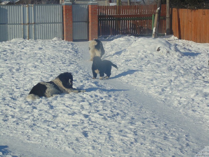 Фотография № 221603