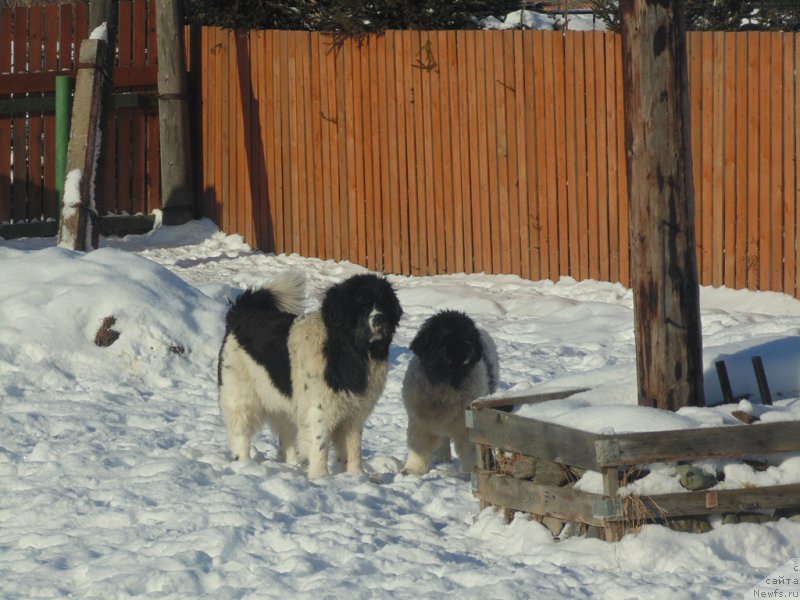 Фото: ньюфаундленд Баффи от Карельских Медведей