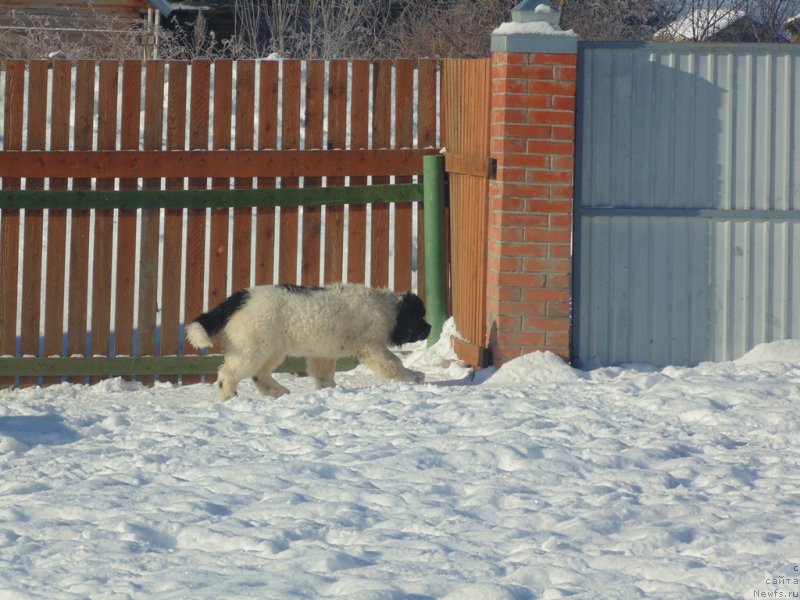 Фотография № 221610