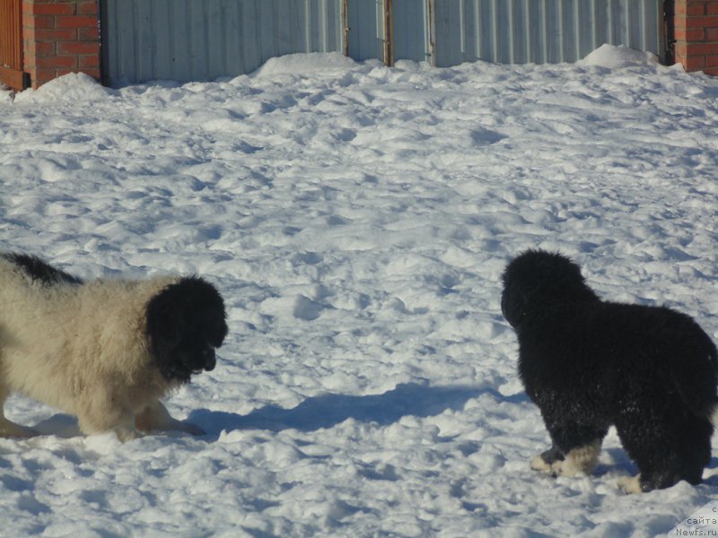 Фото: ньюфаундленд Варвара Краса от Карельских Медведей