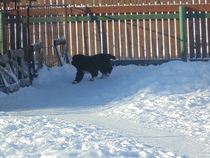 Фотография № 221619