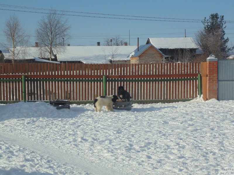 Фотография № 221621