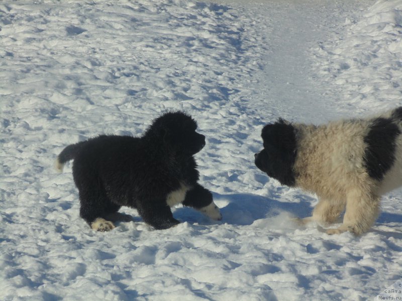 Фотография № 221626