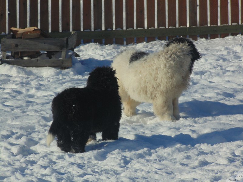 Фотография № 221630