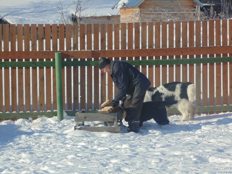 Фото: ньюфаундленд Супер Бизон Мелодия