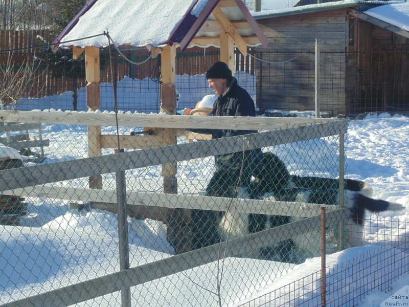Фото: ньюфаундленд Супер Бизон Мелодия