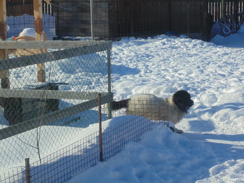 Фотография № 221643