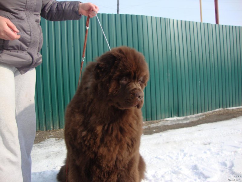 Фото: ньюфаундленд Браунблад МСК Бетани Эйс