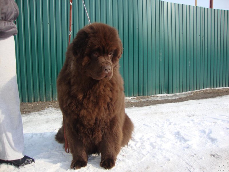 Фото: ньюфаундленд Браунблад МСК Бетани Эйс