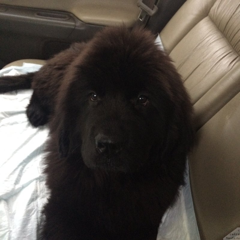 Фото: Валерия Донецкова, ньюфаундленд Революшен А Ля Рус из Антаграда