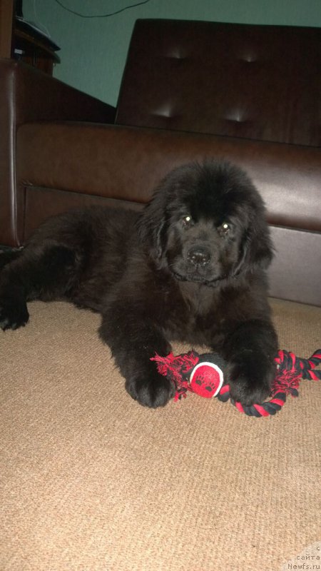 Фото: ньюфаундленд Революшен А Ля Рус из Антаграда