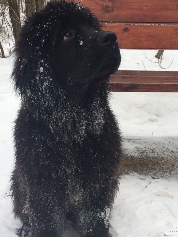 Фото: ньюфаундленд Революшен А Ля Рус из Антаграда