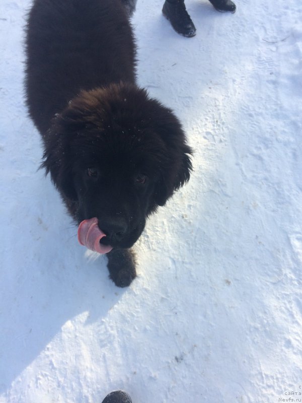 Фото: ньюфаундленд Революшен А Ля Рус из Антаграда