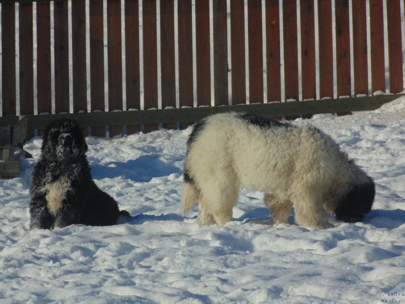 Фотография № 221652