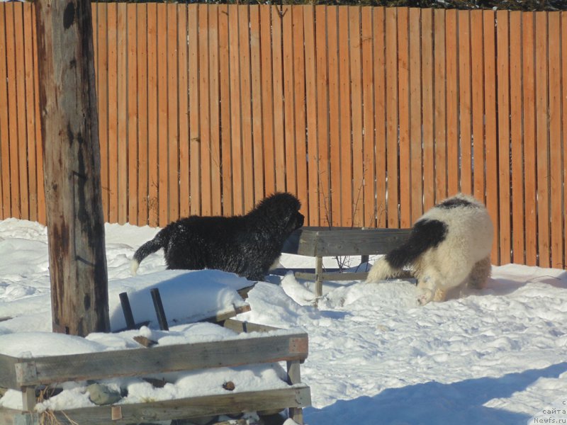 Фото: ньюфаундленд Супер Бизон Тадж-Махал