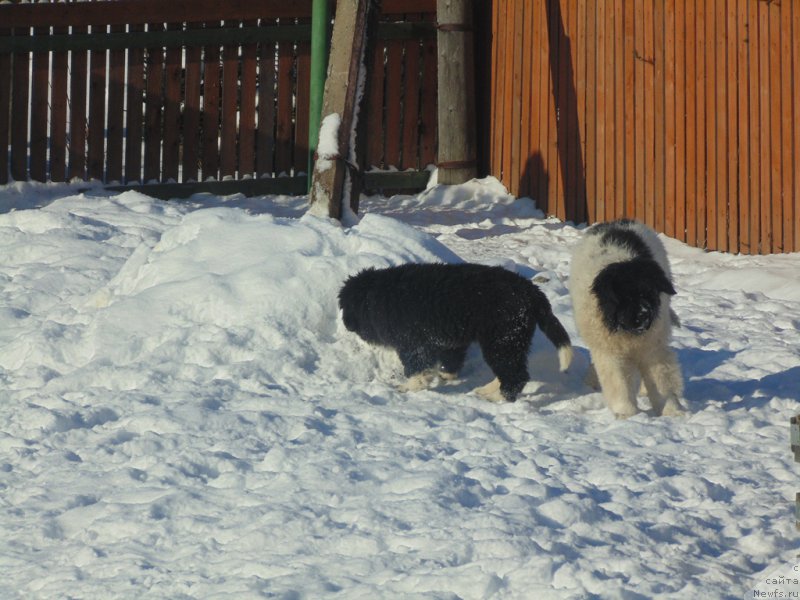 Фотография № 221655