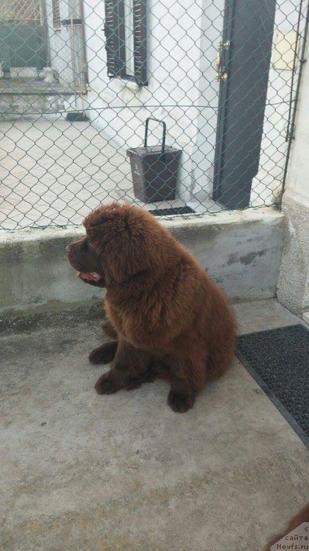 Фото: ньюфаундленд Браунблад МСК Аванти Дарлинг Кид (Brownblood MSK Avanti Darling Kid)