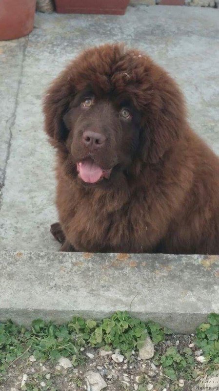 Фото: ньюфаундленд Браунблад МСК Аванти Дарлинг Кид (Brownblood MSK Avanti Darling Kid)