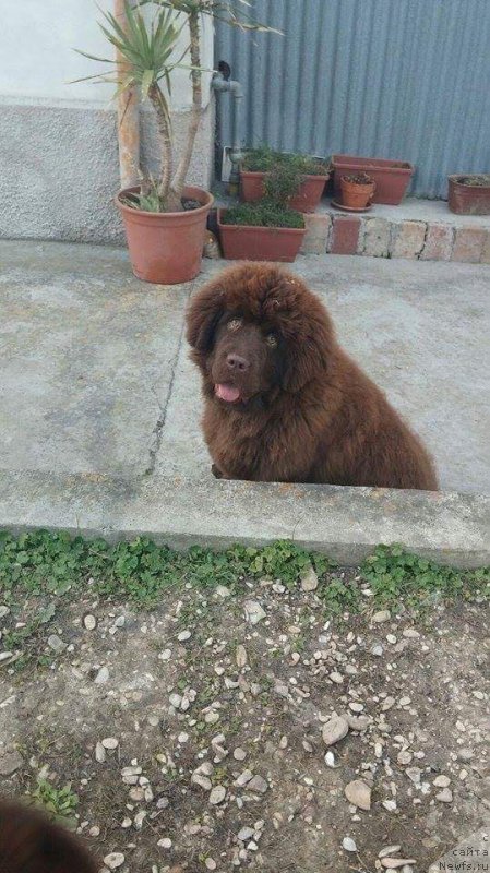 Фото: ньюфаундленд Браунблад МСК Аванти Дарлинг Кид (Brownblood MSK Avanti Darling Kid)