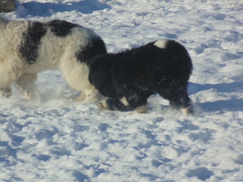 Фотография № 221666