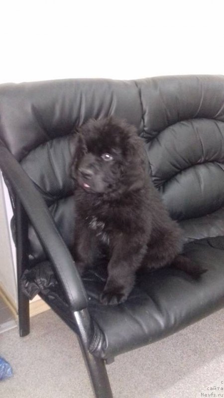 Фотография № 221667