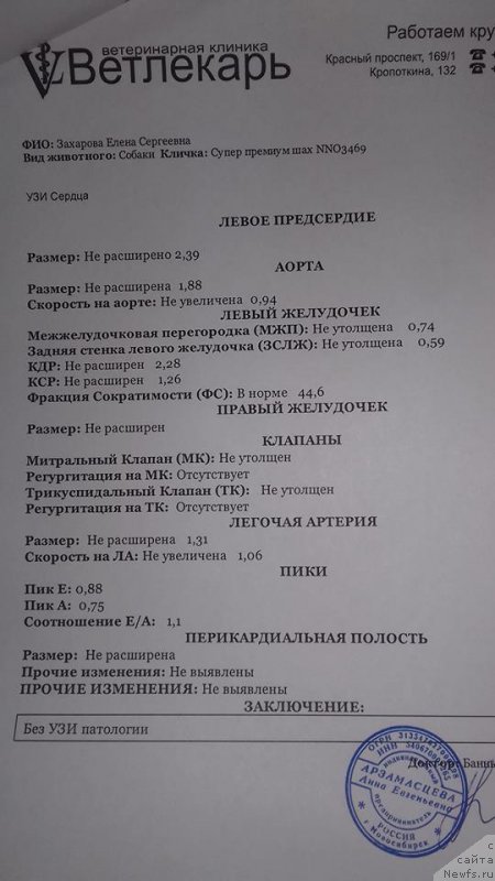 Фото: ньюфаундленд Супер Премиум Шах (Super Premium Shax)