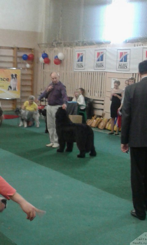 Фото: ньюфаундленд Ноэль Наследница Вятских Медведей (Noel Naslednitsa Vyatskiy Medved)