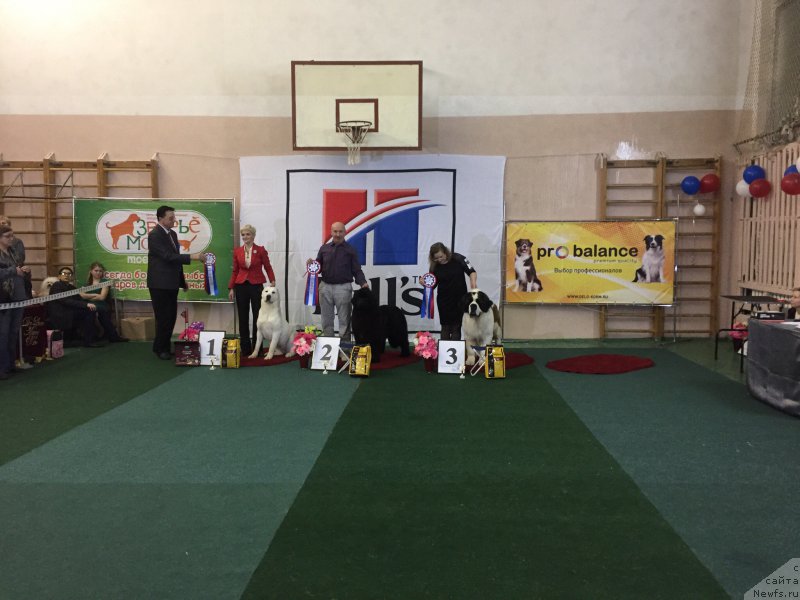 Фото: ньюфаундленд Ноэль Наследница Вятских Медведей (Noel Naslednitsa Vyatskiy Medved)