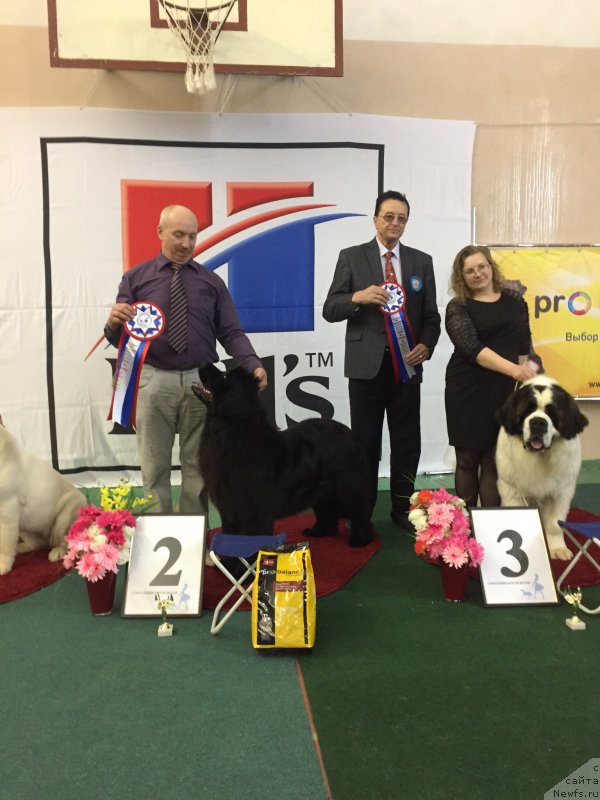 Фото: ньюфаундленд Ноэль Наследница Вятских Медведей (Noel Naslednitsa Vyatskiy Medved)