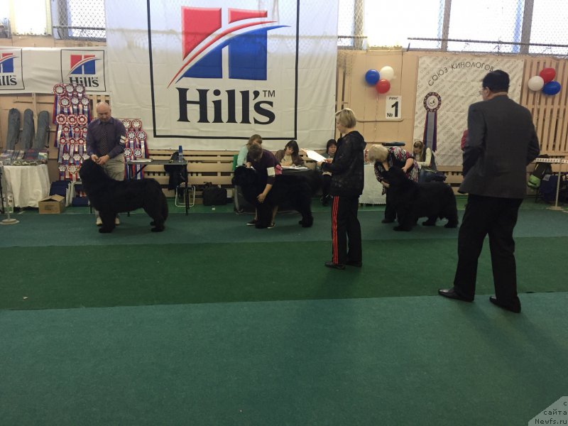 Фото: ньюфаундленд Ноэль Наследница Вятских Медведей (Noel Naslednitsa Vyatskiy Medved)