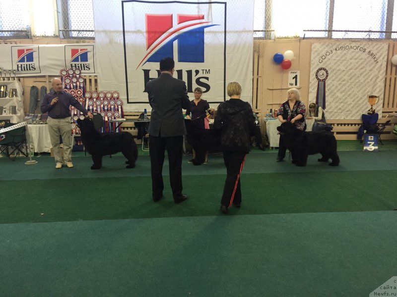 Фото: ньюфаундленд Ноэль Наследница Вятских Медведей (Noel Naslednitsa Vyatskiy Medved)