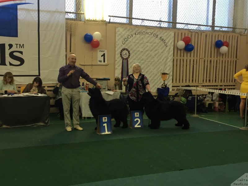 Фото: ньюфаундленд Ноэль Наследница Вятских Медведей (Noel Naslednitsa Vyatskiy Medved)