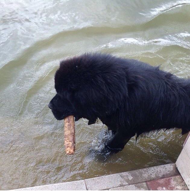 Фотография № 221678