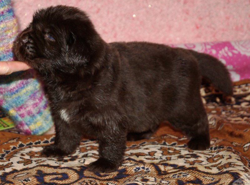 Фотография № 221688