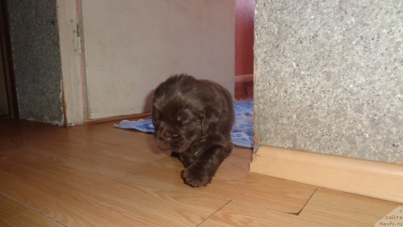 Фото: ньюфаундленд Апофеоз Богов Зевс