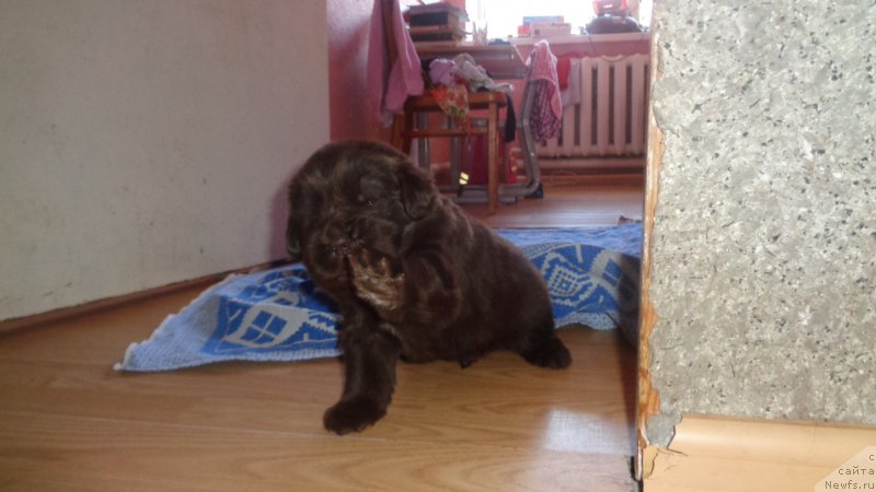 Фото: ньюфаундленд Апофеоз Богов Зевс