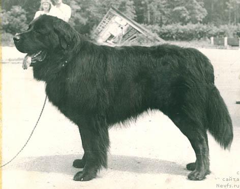 Фото: ньюфаундленд Парнас Бари