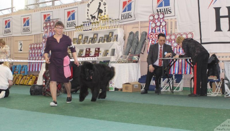 Фото: ньюфаундленд Даймонд Кинг