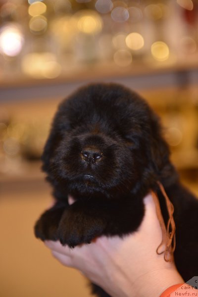 Фото: ньюфаундленд Сент Джонс Эксклюзив (Sent Djons Exclusive)